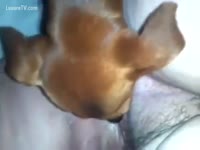 [ Animal Sex Video ] Nice doggy licking anything that guy finds